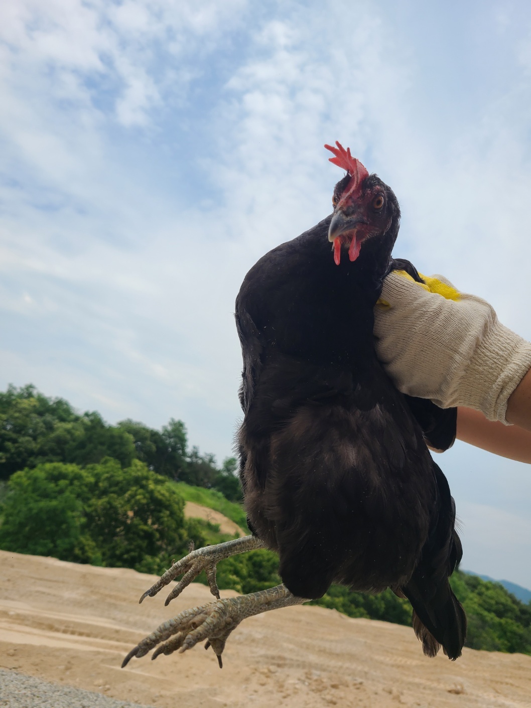 [기타축종] 닭 이미지 파일 입니다.