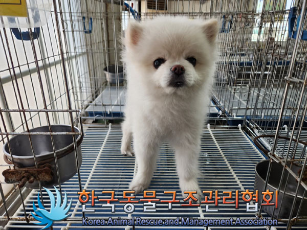 포메라니안 이미지 파일 입니다.