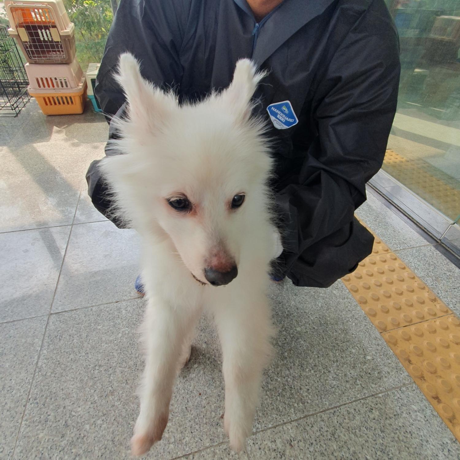 스피츠 이미지 파일 입니다.