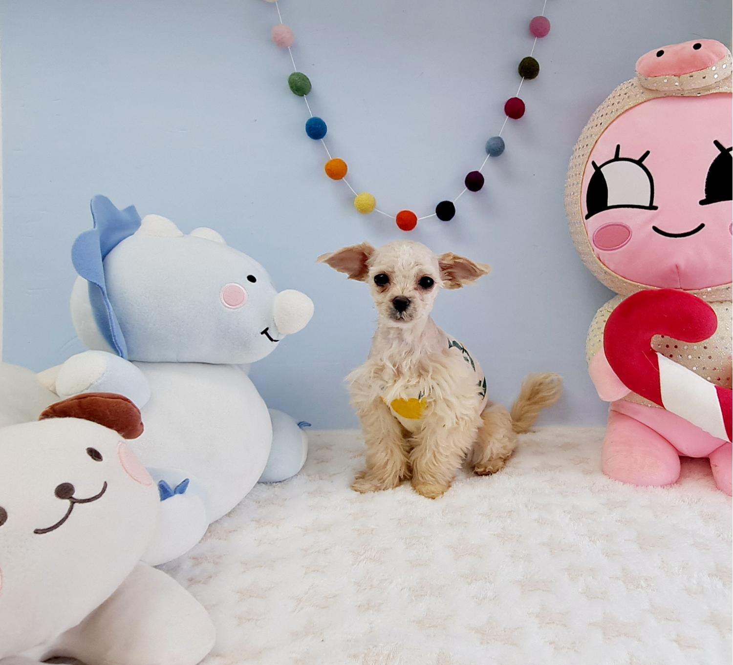 말티즈 이미지 파일 입니다.