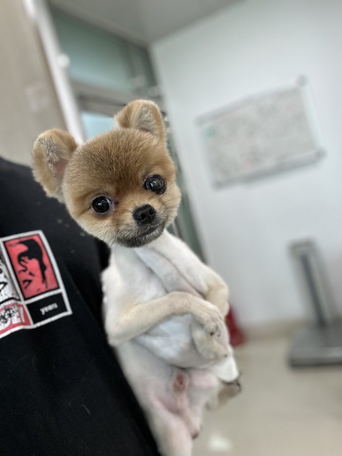 포메라니안 이미지 파일 입니다.