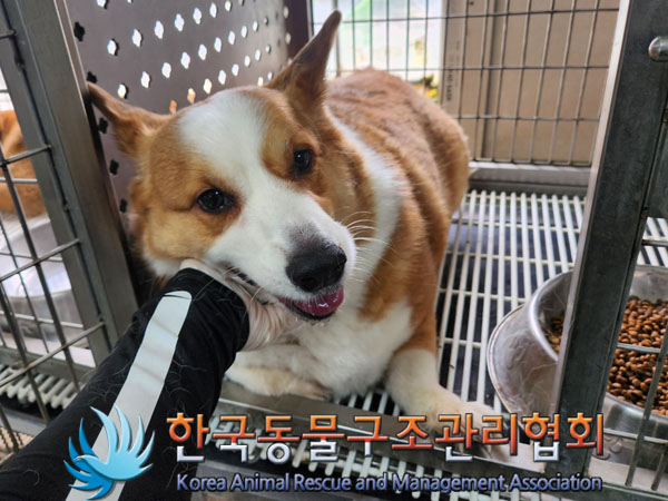 웰시 코기 펨브로크 이미지 파일 입니다.