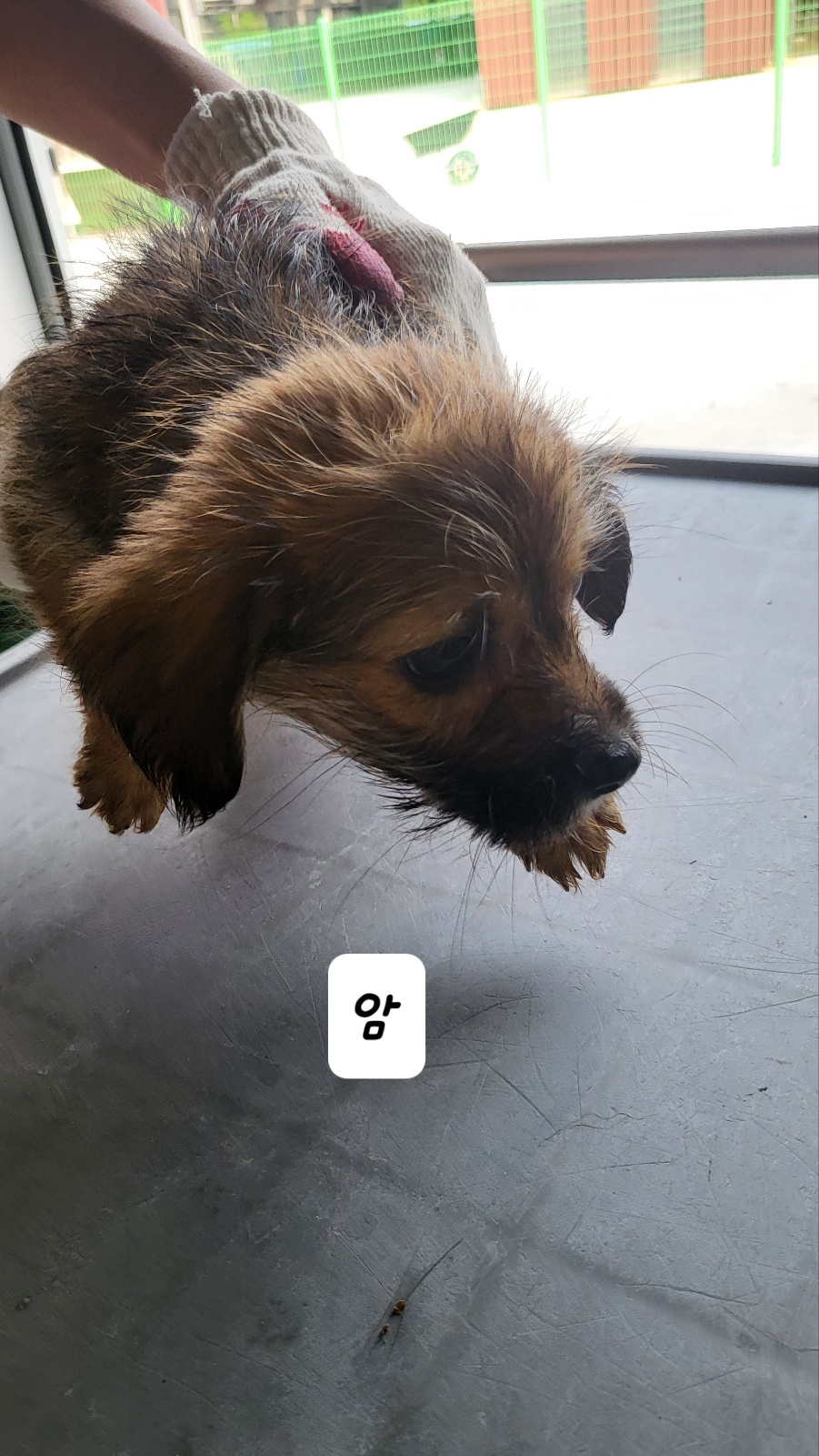 믹스견 이미지 파일 입니다.