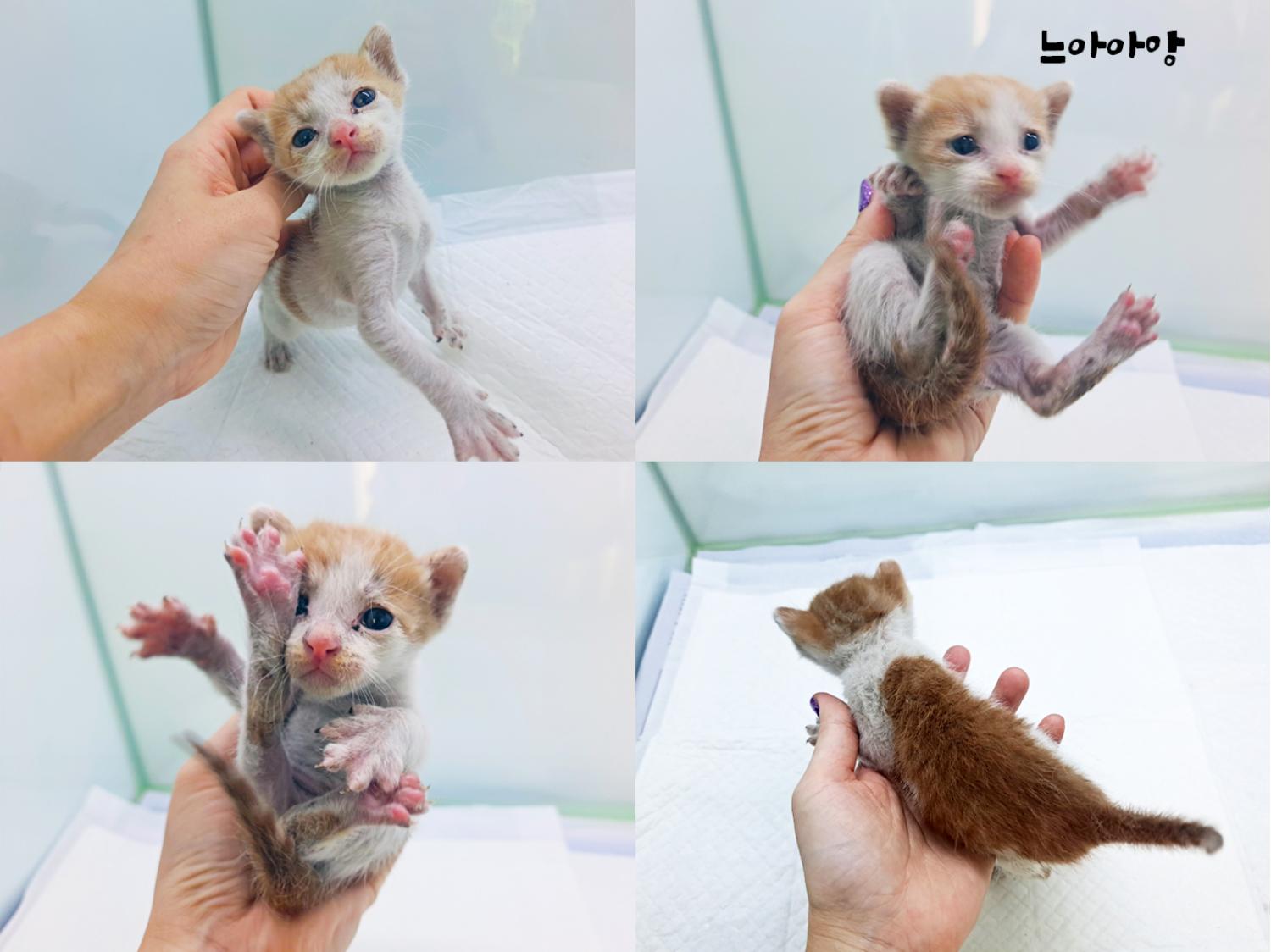 한국 고양이 이미지 파일 입니다.