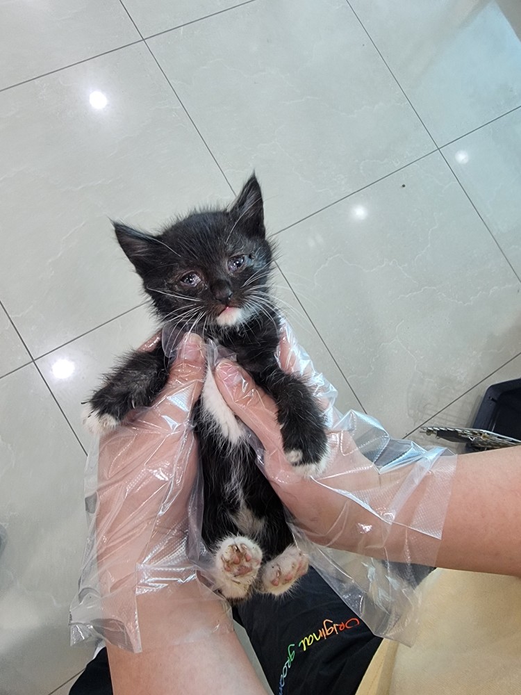 한국 고양이 이미지 파일 입니다.
