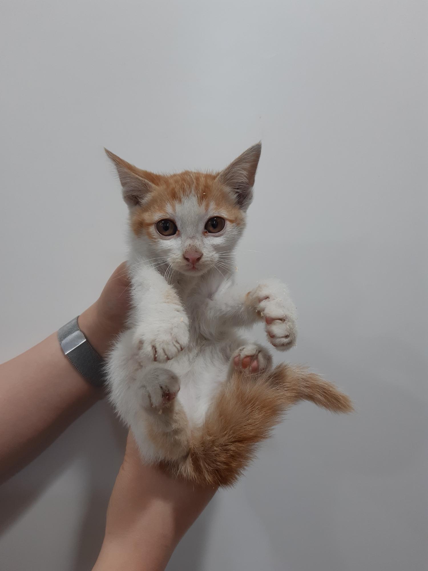 한국 고양이 이미지 파일 입니다.