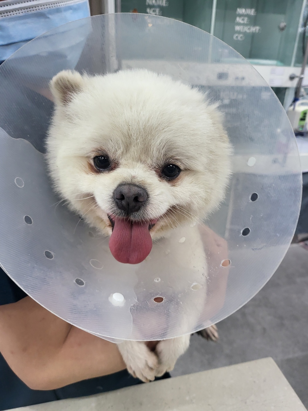 포메라니안 이미지 파일 입니다.