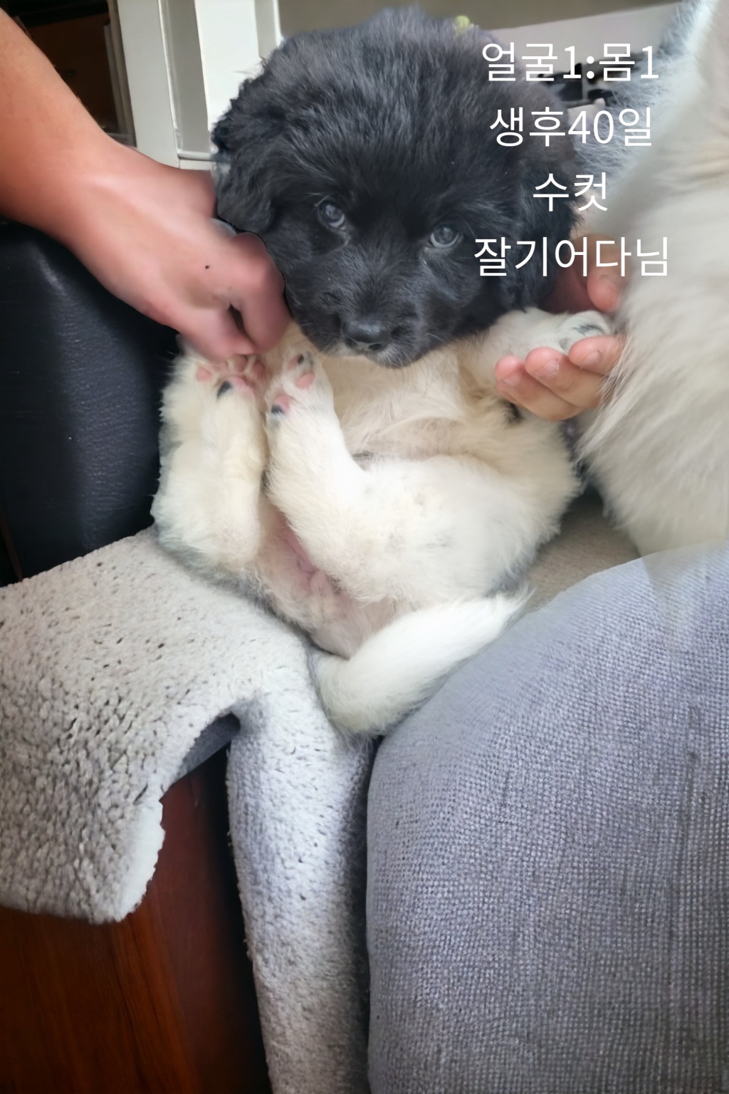 믹스견 이미지 파일 입니다.
