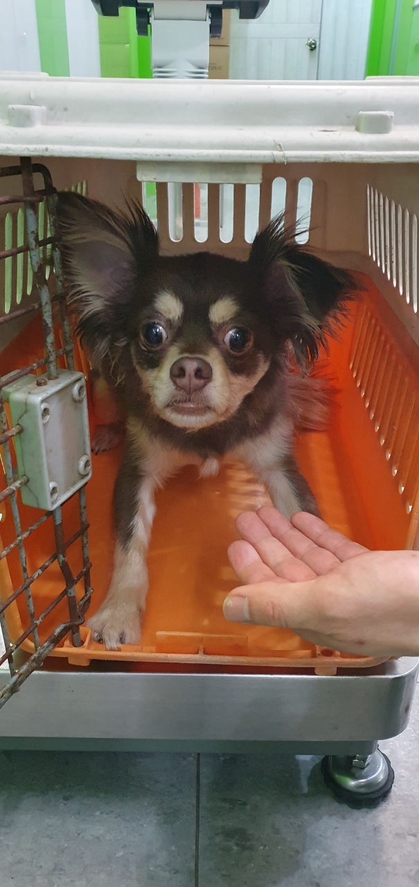 치와와 이미지 파일 입니다.