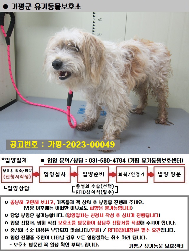 믹스견 이미지 파일 입니다.