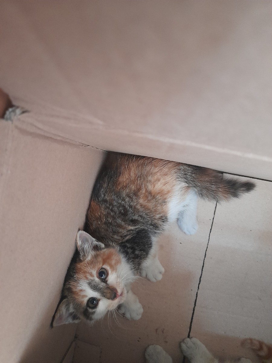 한국 고양이 이미지 파일 입니다.