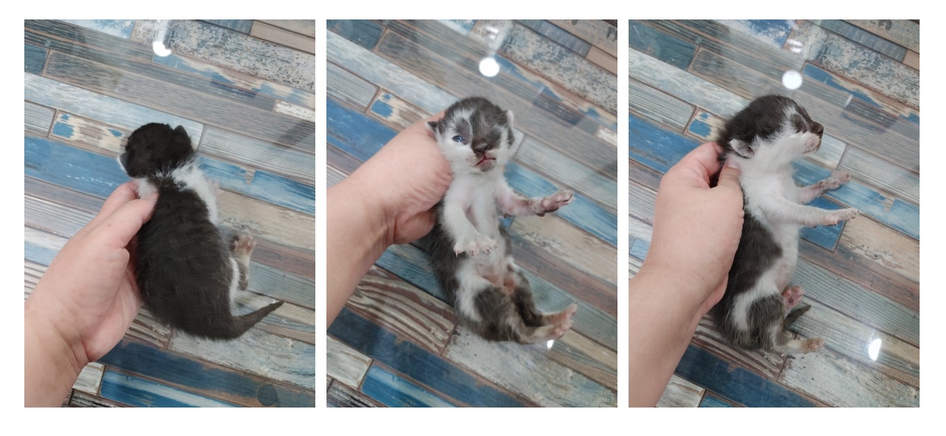 한국 고양이 이미지 파일 입니다.