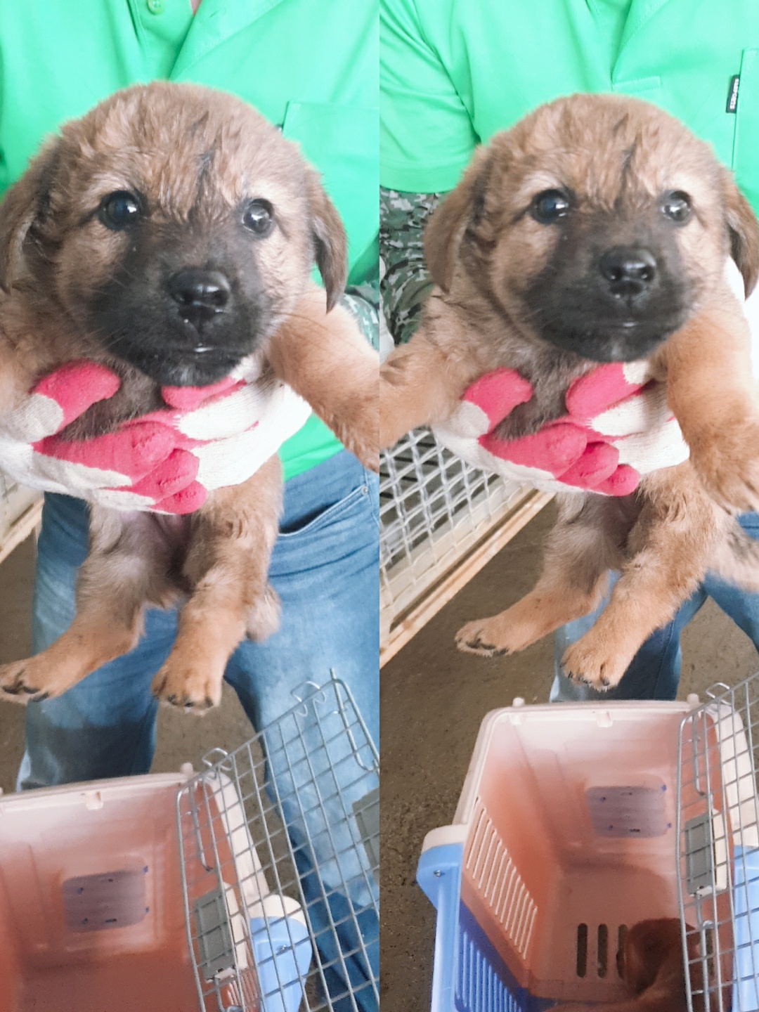 믹스견 이미지 파일 입니다.