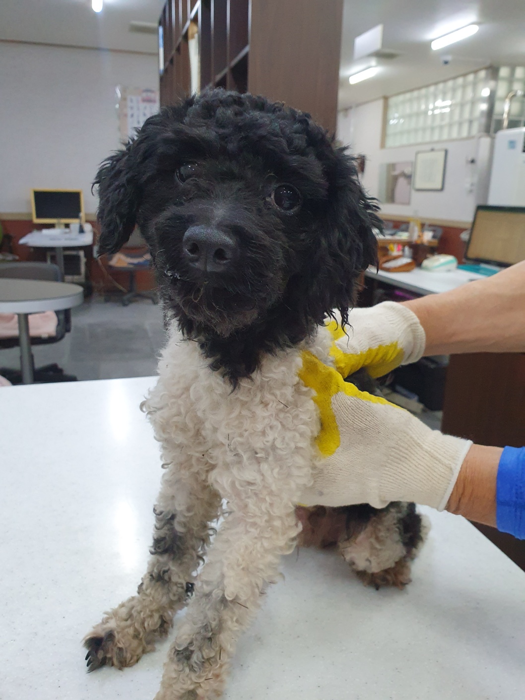 푸들 이미지 파일 입니다.