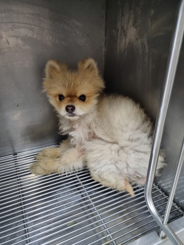 포메라니안 이미지 파일 입니다.