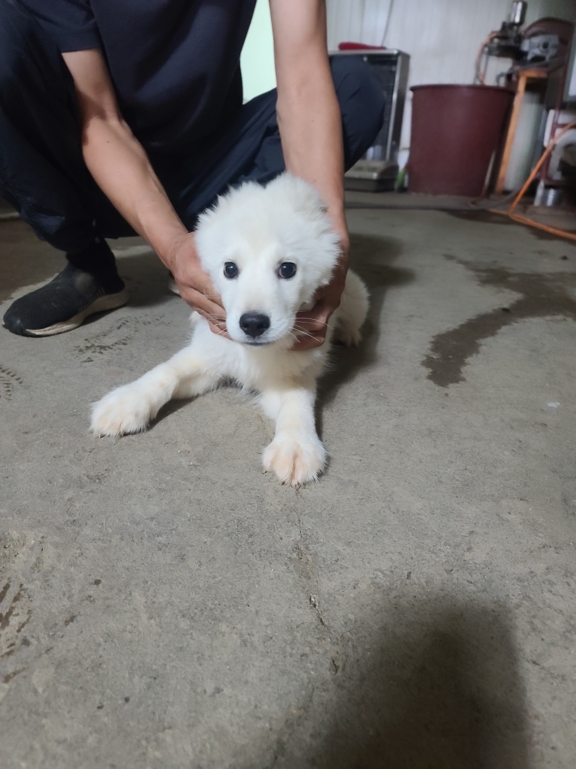 믹스견 이미지 파일 입니다.