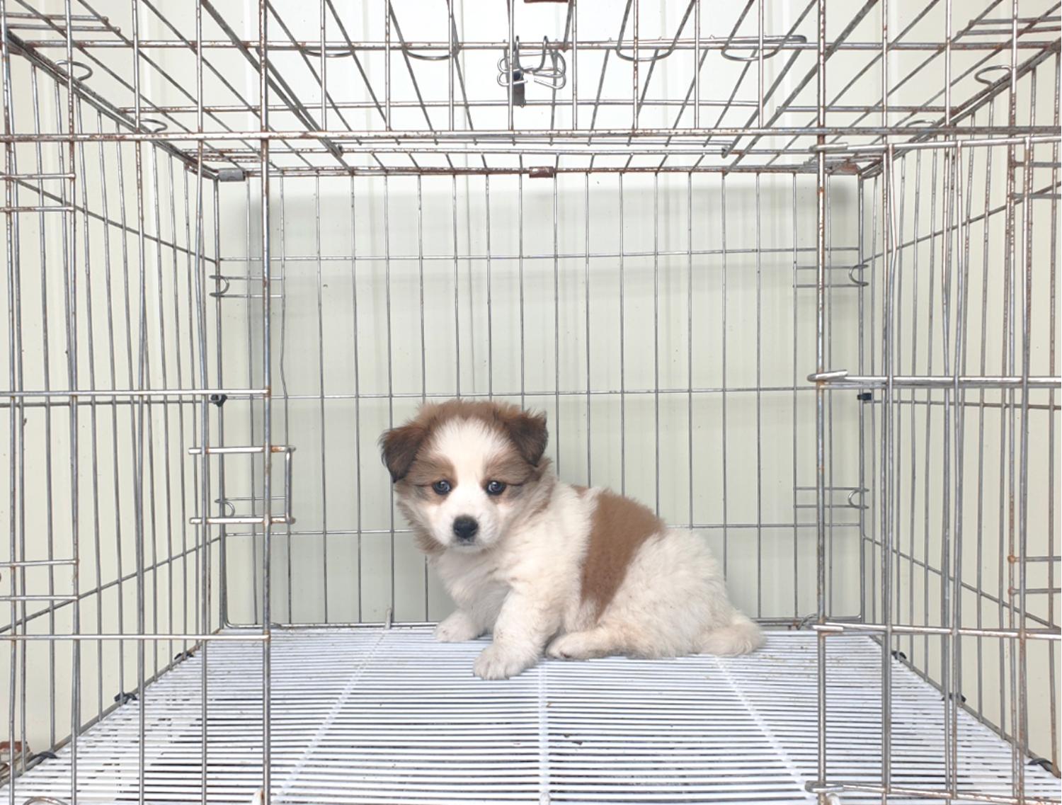 믹스견 이미지 파일 입니다.