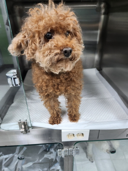 푸들 이미지 파일 입니다.