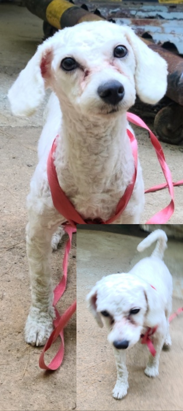 비숑 프리제 이미지 파일 입니다.