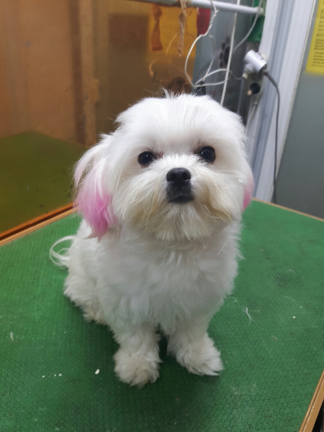 말티즈 이미지 파일 입니다.