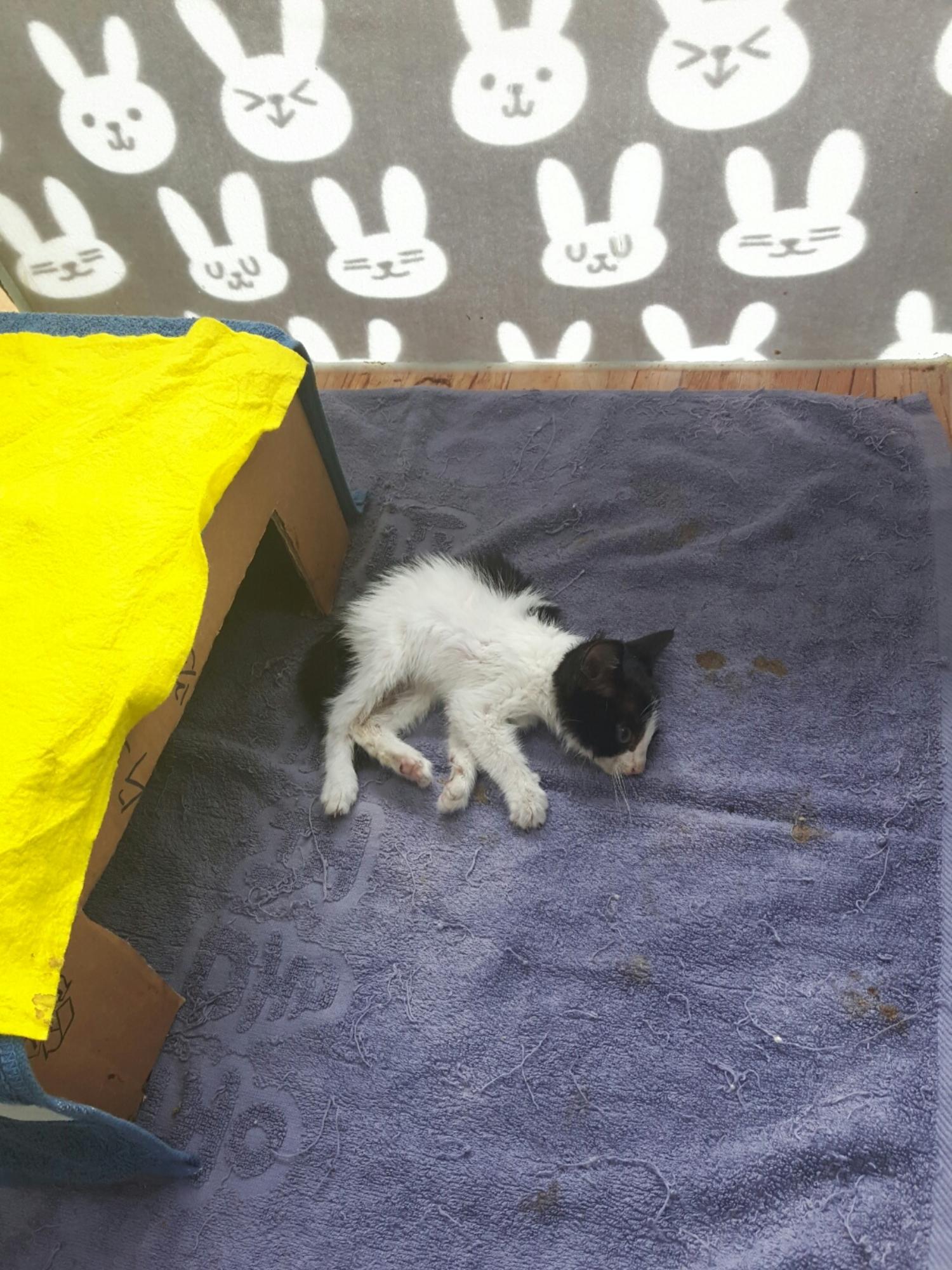한국 고양이 이미지 파일 입니다.