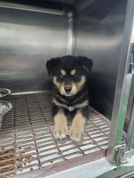 믹스견 이미지 파일 입니다.