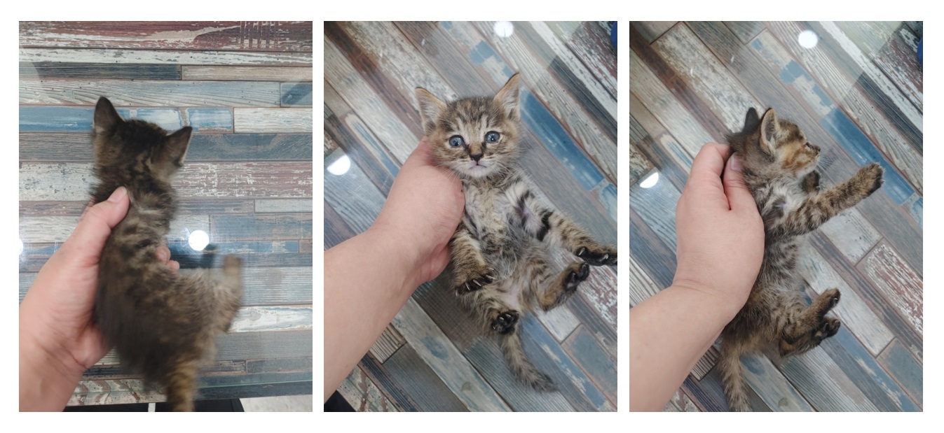 한국 고양이 이미지 파일 입니다.