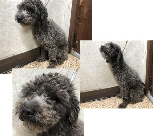 푸들 이미지 파일 입니다.