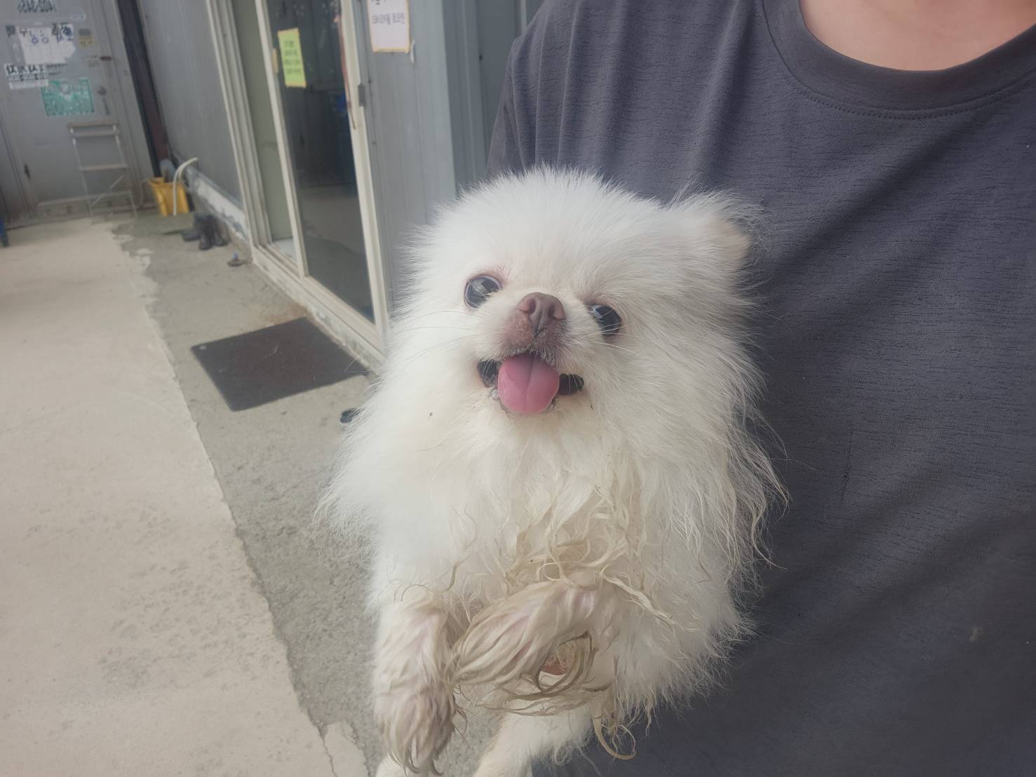 포메라니안 이미지 파일 입니다.