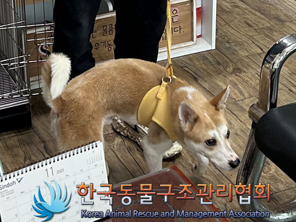 믹스견 이미지 파일 입니다.
