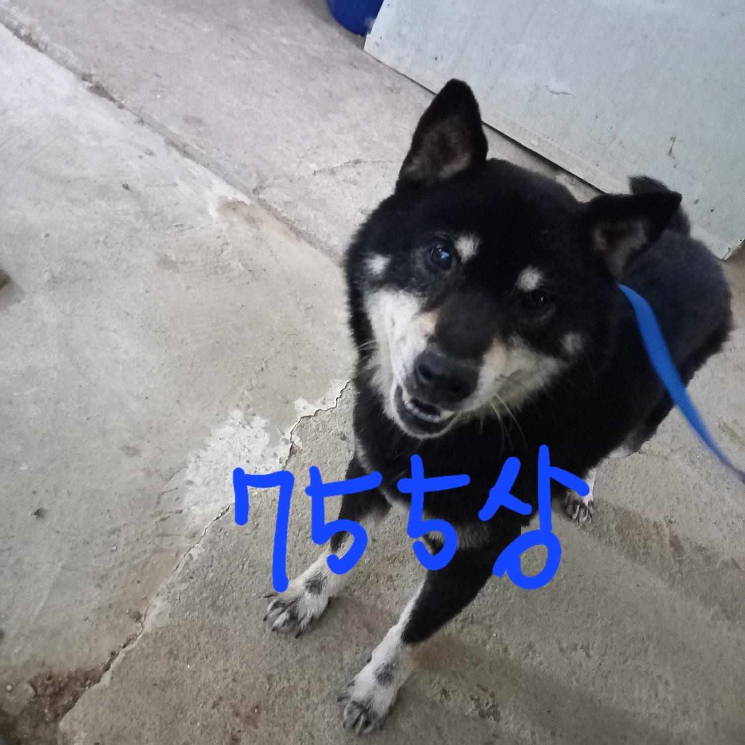 시바 이미지 파일 입니다.