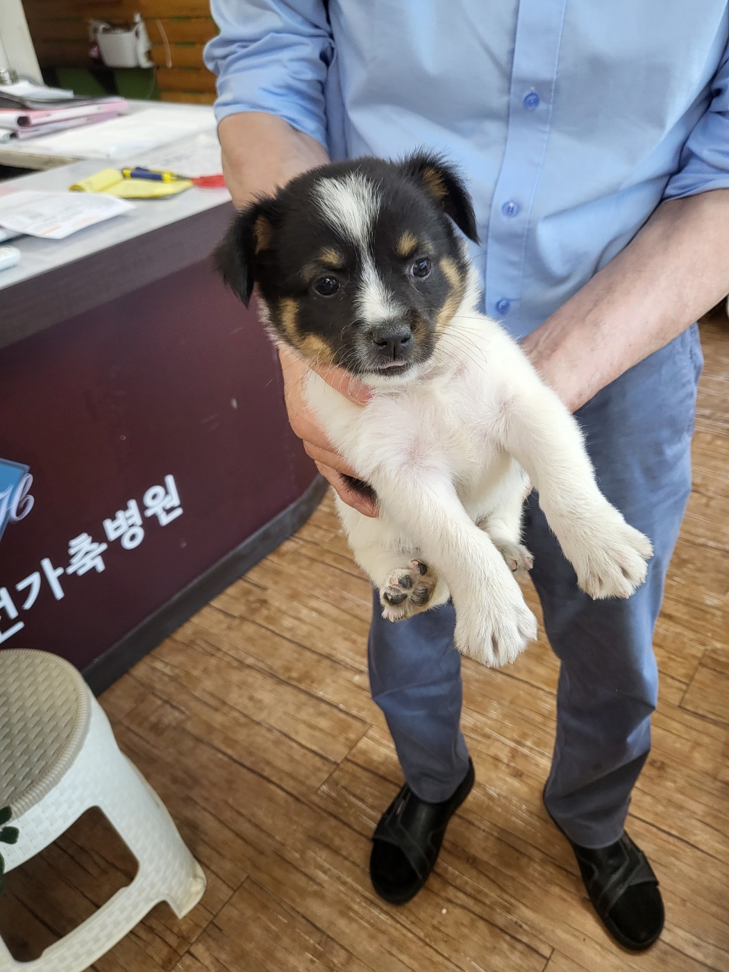 믹스견 이미지 파일 입니다.