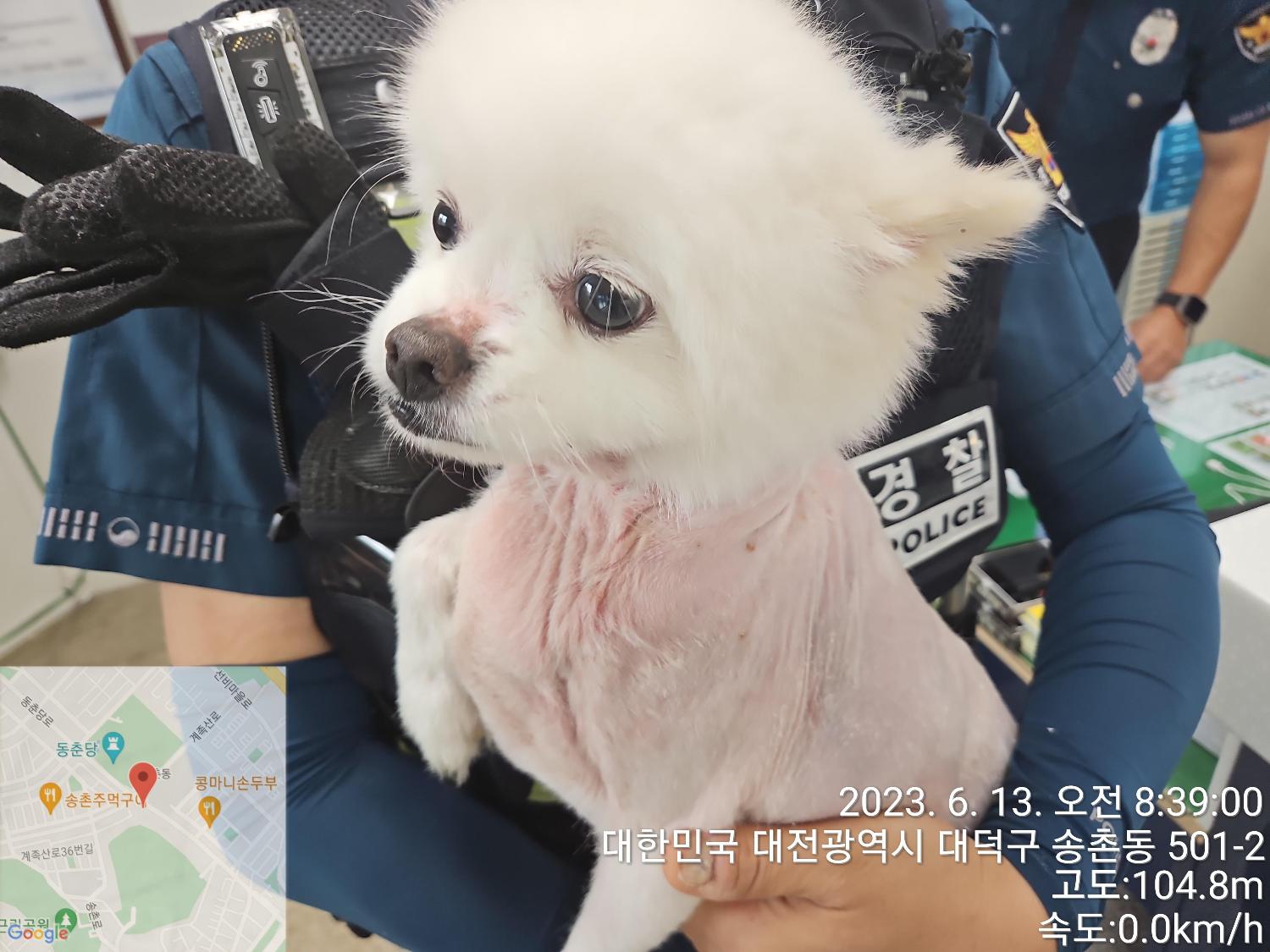 말티즈 이미지 파일 입니다.