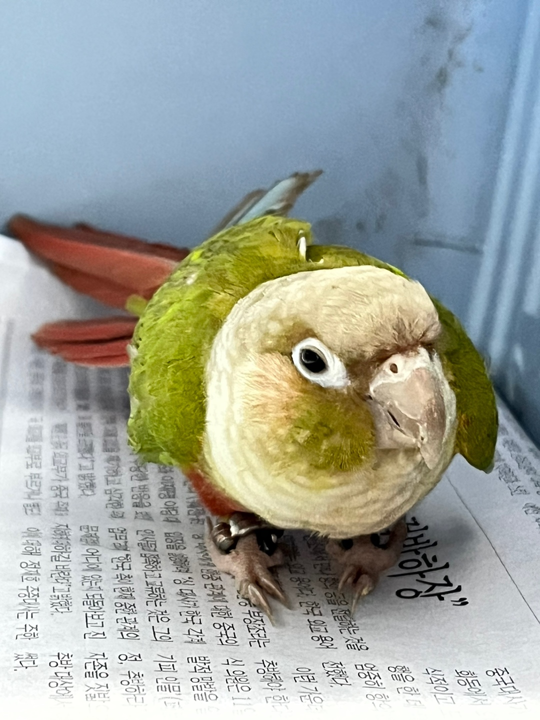 [기타축종] 시나몬뉴코어 이미지 파일 입니다.