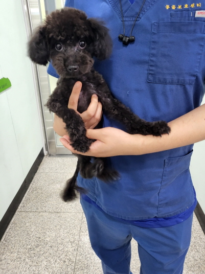 푸들 이미지 파일 입니다.