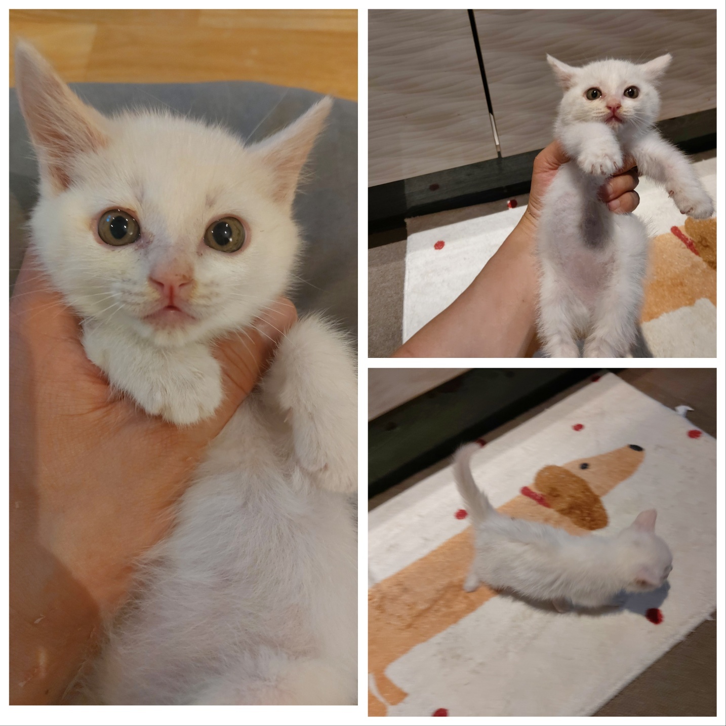 믹스묘 이미지 파일 입니다.