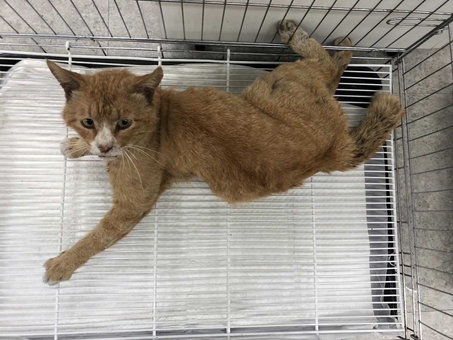 한국 고양이 이미지 파일 입니다.