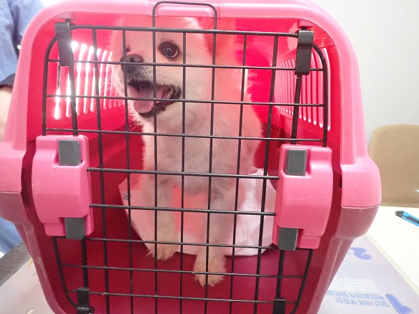포메라니안 이미지 파일 입니다.
