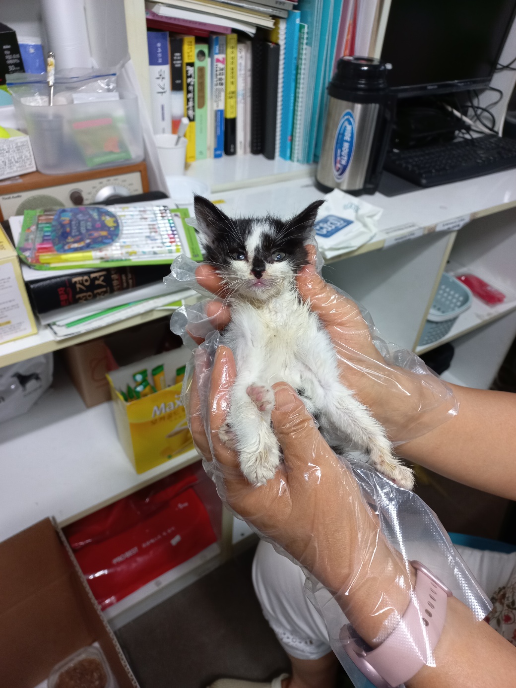 한국 고양이 이미지 파일 입니다.