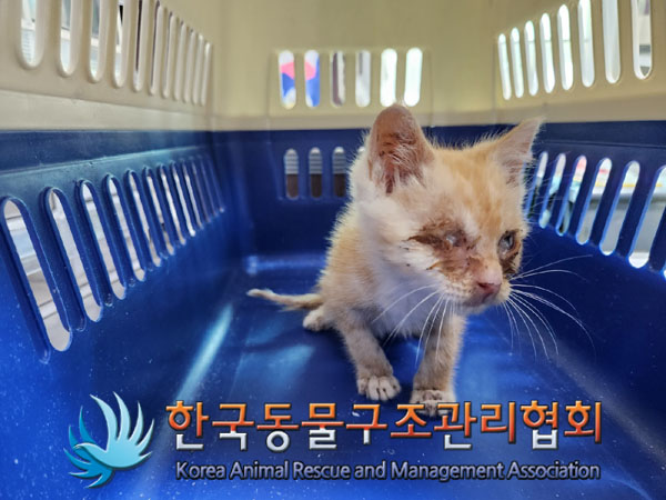 한국 고양이 이미지 파일 입니다.