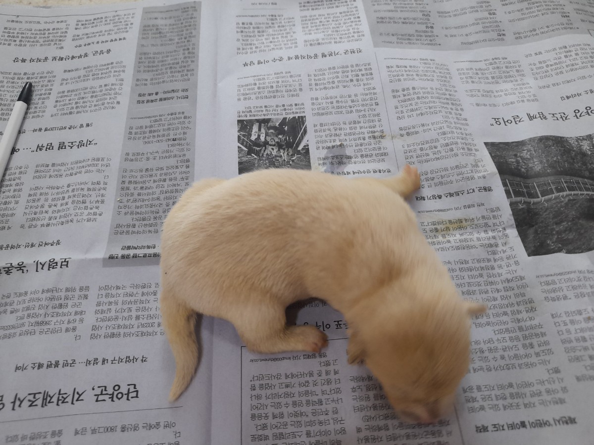 믹스견 이미지 파일 입니다.