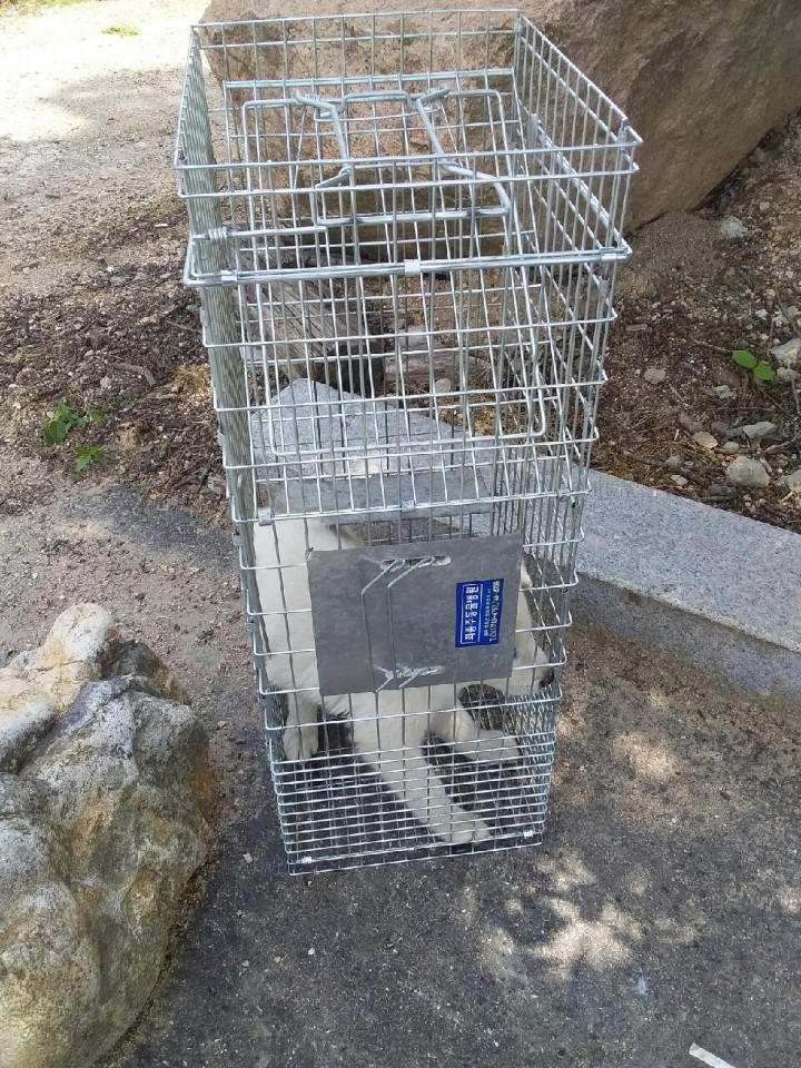 믹스견 이미지 파일 입니다.