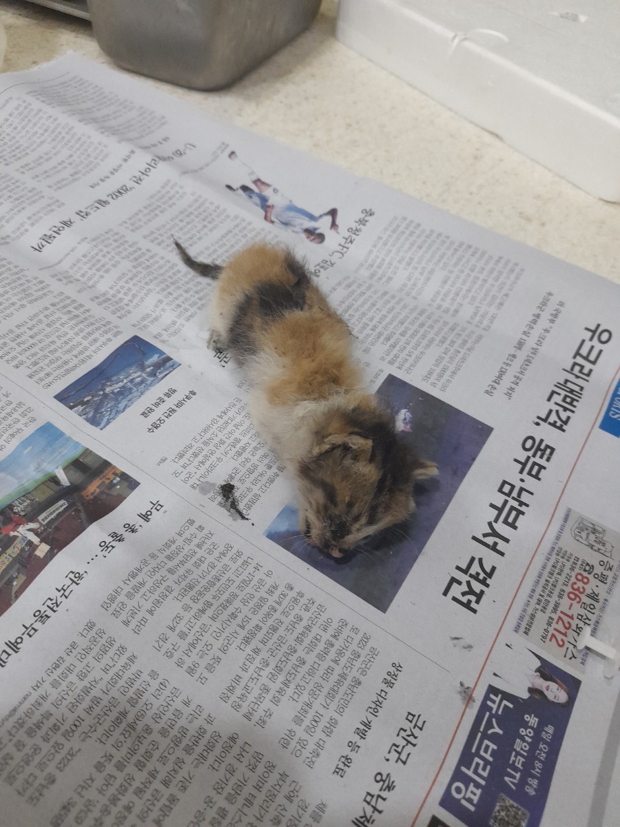 한국 고양이 이미지 파일 입니다.