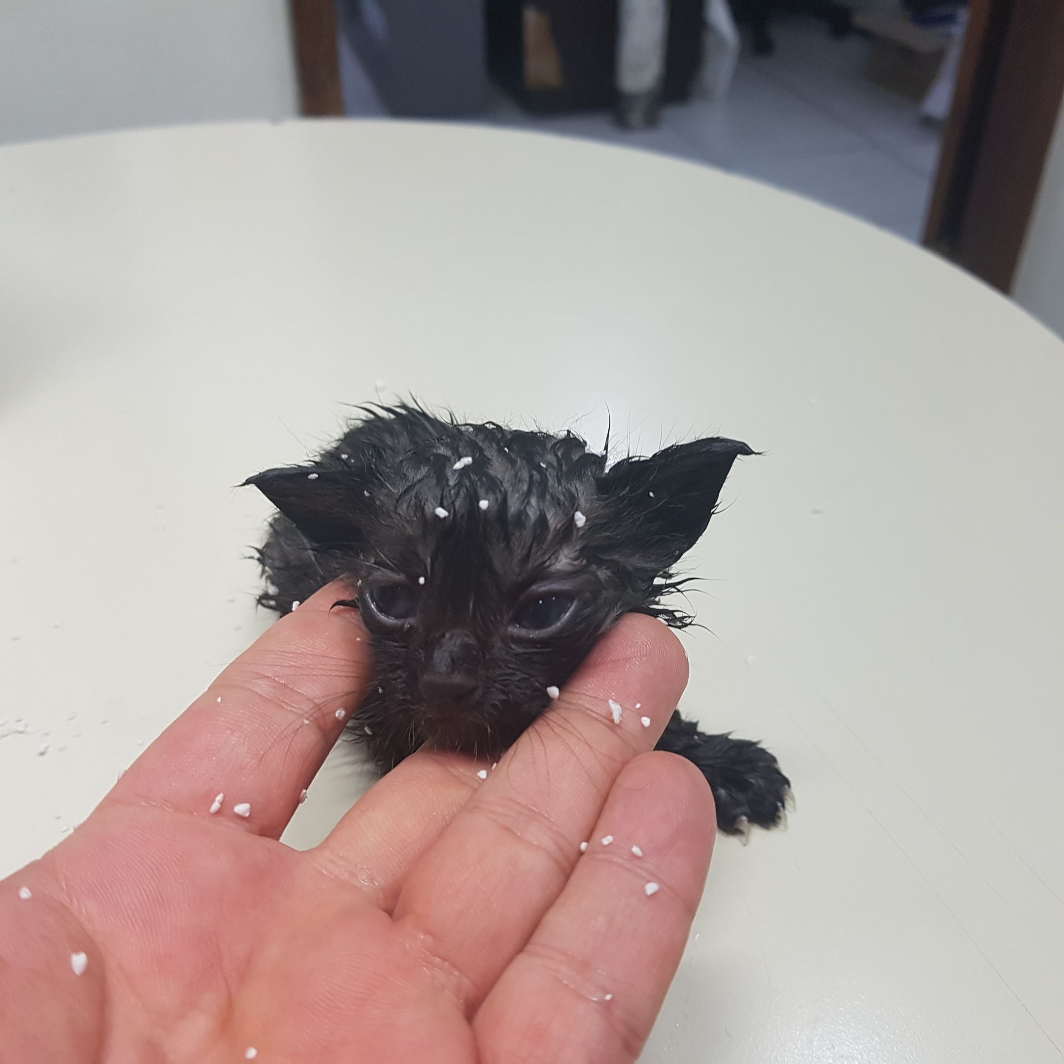 한국 고양이 이미지 파일 입니다.