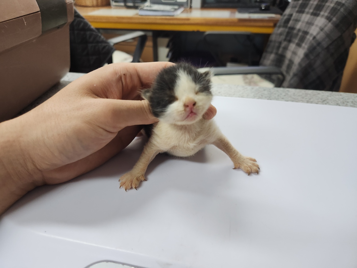 한국 고양이 이미지 파일 입니다.