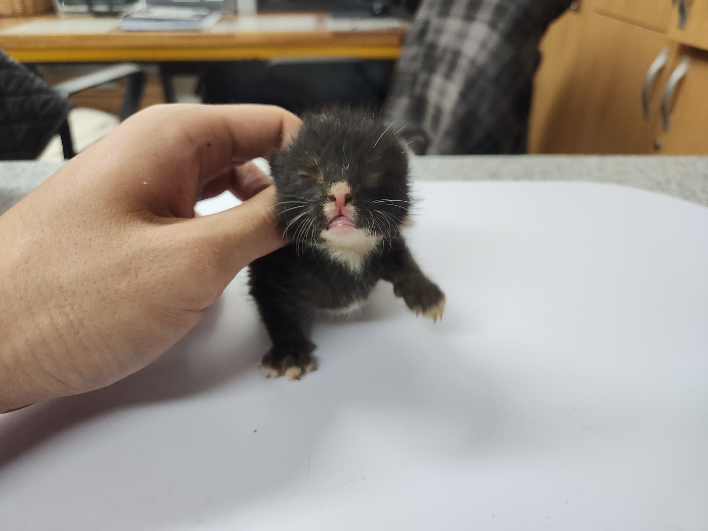 한국 고양이 이미지 파일 입니다.