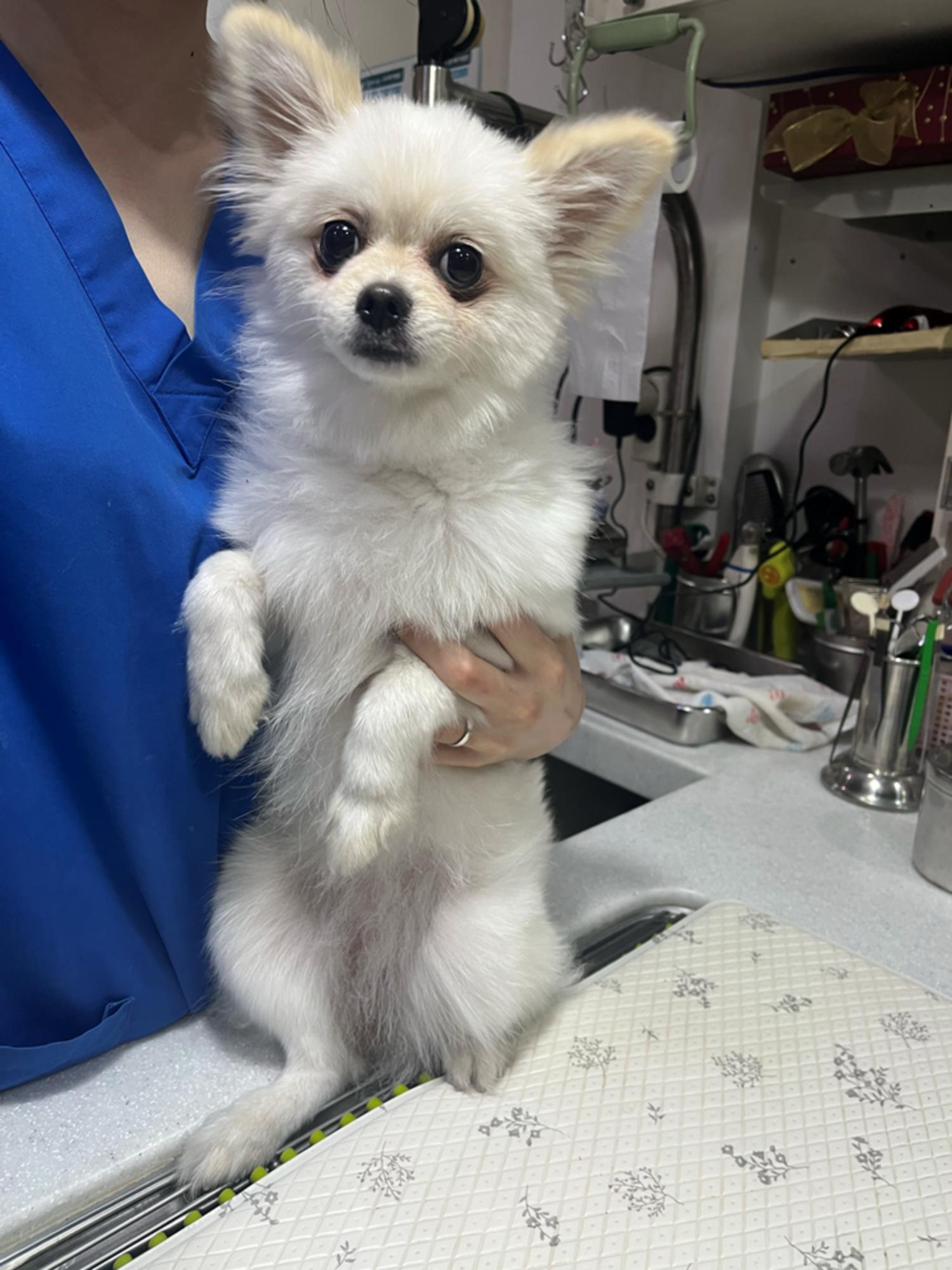 포메라니안 이미지 파일 입니다.