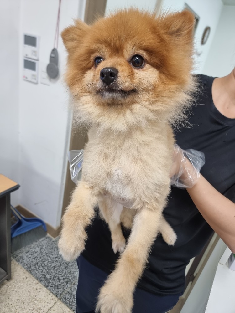포메라니안 이미지 파일 입니다.
