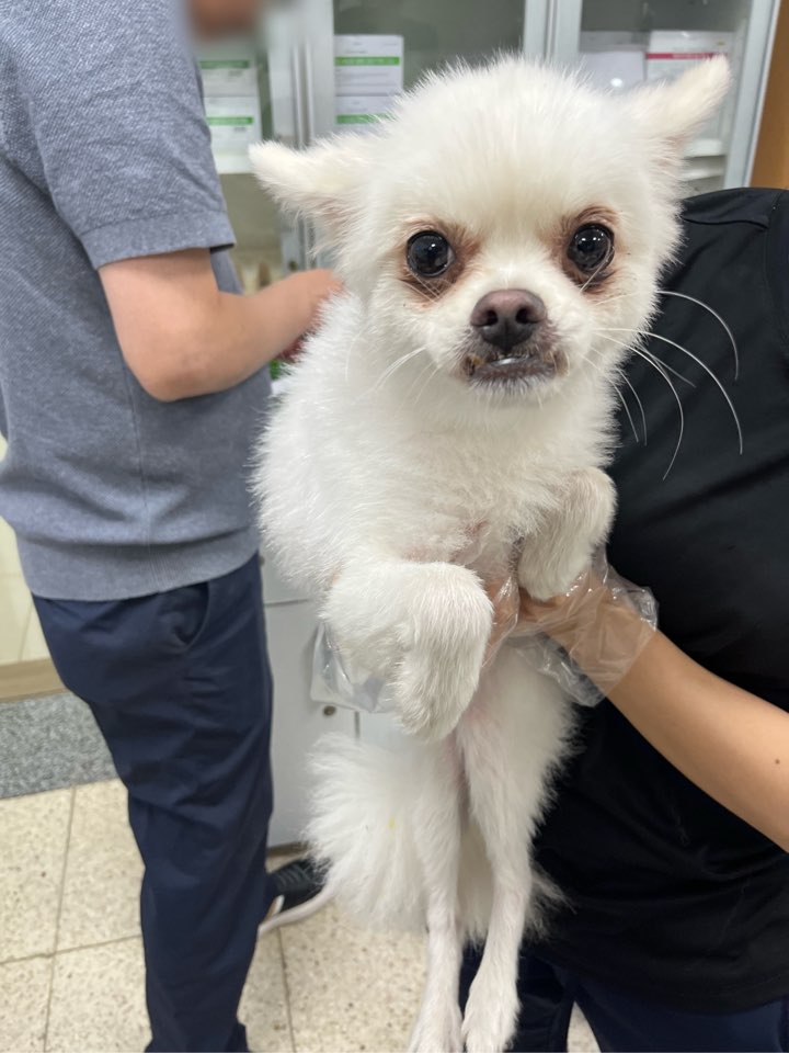 포메라니안 이미지 파일 입니다.