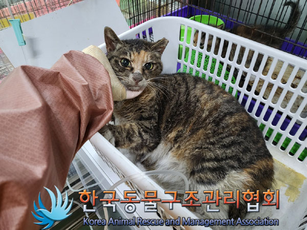 한국 고양이 이미지 파일 입니다.